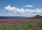 1 Bamburgh Castle in the Pink